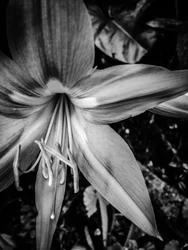 Fleur nº 14, 2025 (photo)