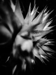 Fleur nº 15, 2025 (photo)