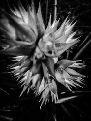 Fleur nº 16, 2025 (photo)