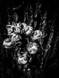 Fleur nº 17, 2025 (photo)
