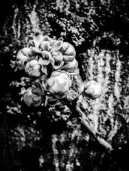 Fleur nº 18, 2025 (photo)