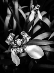 Fleur nº 1, 2025 (photo)
