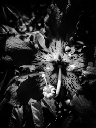 Fleur nº 20, 2025 (photo)