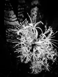 Fleur nº 21, 2025 (photo)