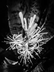 Fleur nº 22, 2025 (photo)