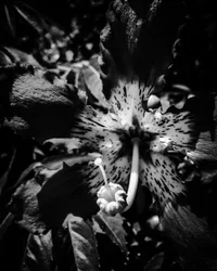 Fleur nº 23, 2025 (photo)
