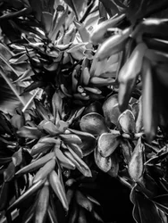 Fleur nº 30, 2025 (photo)
