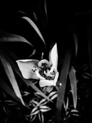 Fleur nº 32, 2025 (photo)