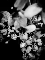 Fleur nº 34, 2025 (photo)