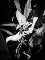 Fleur nº 35, 2025 (photo)