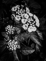 Fleur nº 37, 2025 (photo)