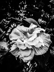 Fleur nº 39, 2025 (photo)