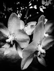 Fleur nº 3, 2025 (photo)
