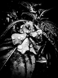 Fleur nº 41 (photo)
