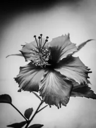 Fleur nº 42 (photo)