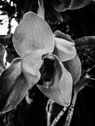 Fleur nº 43 (photo)