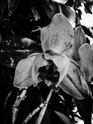 Fleur nº 44 (photo)