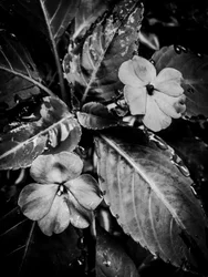 Fleur nº 46 (photo)