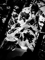 Fleur nº 4, 2025 (photo)