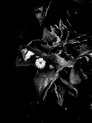 Fleur nº 52 (photo)