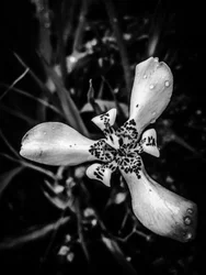Fleur nº 53 (photo)