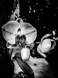 Fleur nº 5, 2025 (photo)