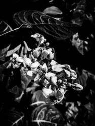 Fleur nº 6, 2025 (photo)