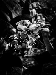 Fleur nº 7, 2025 (photo)