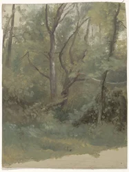Paysage forestier