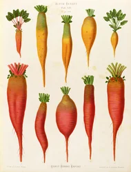 Carottes et navets : de l