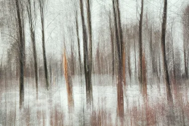 Forêt d
