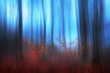 Rêve de la forêt bleue