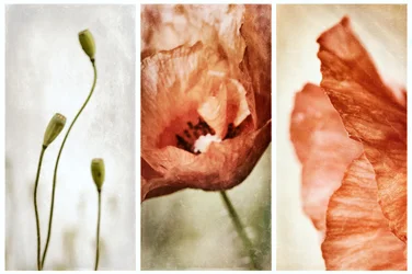 Triptyque « Poppy » aux tons terreux