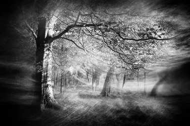 Lumière de la forêt éthérée