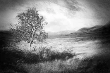 Arbre solitaire éthéré