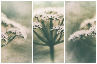 Fleurs blanches éthérées