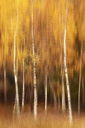 La forêt de bouleaux dorés