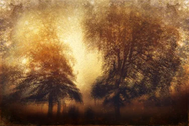 Les arbres « Golden Misty »
