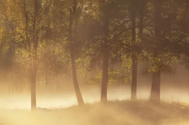 Brume dorée du matin