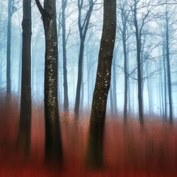 Rêve de la forêt brumeuse