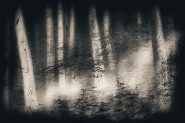 Rêve de la forêt brumeuse