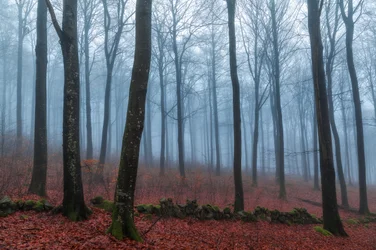Sentier de la forêt brumeuse