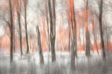 Lueur de la forêt d