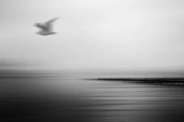 Quai serein – Oiseau en vol