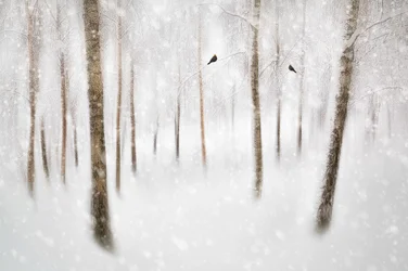 Forêt hivernale sereine