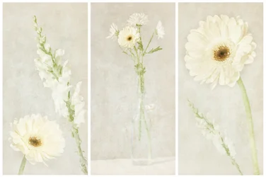Fleurs blanches délicates