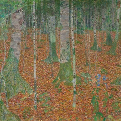 Forêt de bouleaux