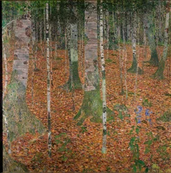 Forêt de bouleaux