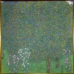 Rosiers sous les arbres