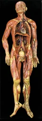 Modèle anatomique masculin écorché, montrant les muscles, les artères et les veines, les systèmes circulatoire et nerveux